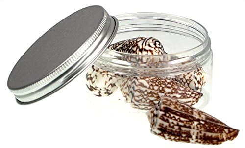 10 Pcs - Quality Selected Seashells - Western Imperial Cone Shell : Conus Imperialis 1.5 Inches - shells for Seashell Vases, Boxes, Picture Frames, Jewelry Making &amp; Mini Garden Miniature