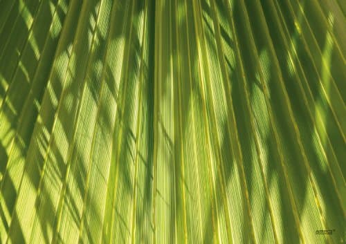 ARTIPICS Quadrino Table Set "Palm Leaf, Set of 4 Placemats Washable