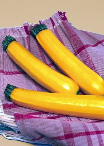 TROPICA - Zucchini - Sebring (Vegetable Marrow/Field Pumpkin/Summer Squash) (Cucurbita pepo) - 8 Seeds - Vegetable specialities