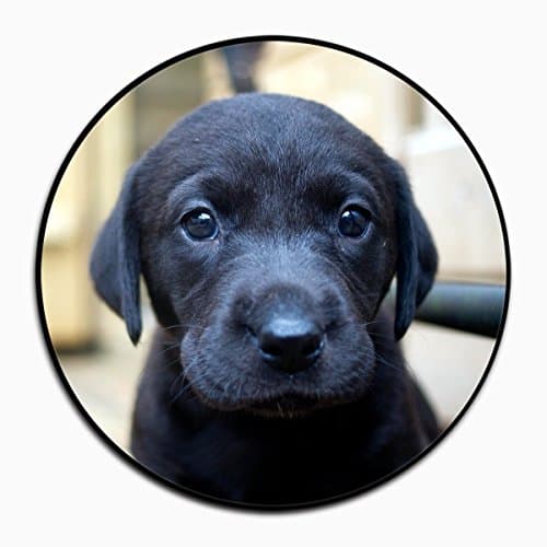 Multi-Function Mounts and Holder, Expanding Stand Pop Grip Mount Sockets for Cellphones, Smartphones and Tablets-dog-4