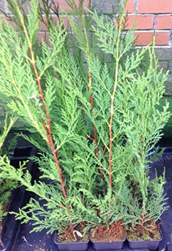 5 x GREEN LEYLANDII Hedging Plants Evergreen Conifer Quick Growing Fence Garden 9 cm pot height 60 to 75 cm wind screen