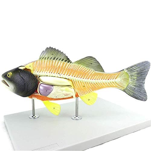 GEEFSU-Fish Anatomical Model Highlights The Physiological Structure of The Fish - for Scientific Research in Aquaculture