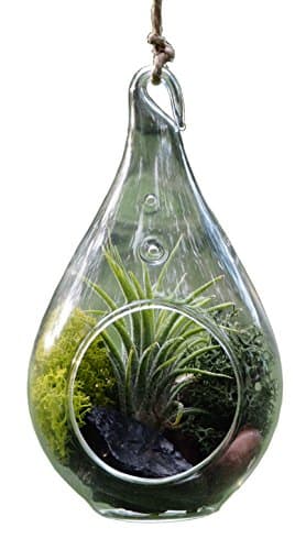 Hanging Glass - Air Plant Succulent Terrarium Kit - Glass with Moss, Polished River Rocks, Hanging String, and eyelet. (Tear Drop With Live Air Plant)
