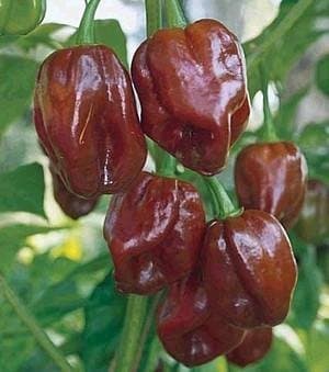 Saavyseeds Jamaican Hot Chocolate Habenero Pepper Seeds - 35 Count - One HOT Pepper!