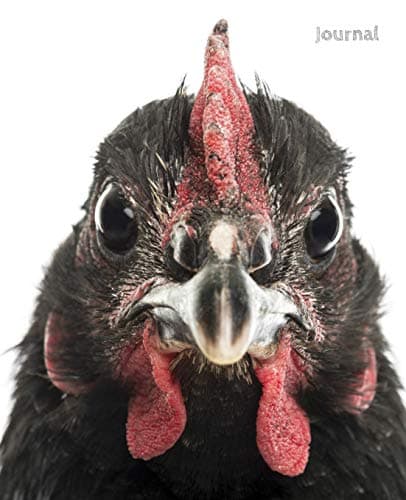 Journal: Black Australorp Chicken