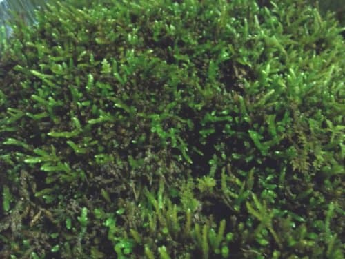 Live Spoon Moss (Bryoandersonia) for Vivarium Terrarium Bonsai