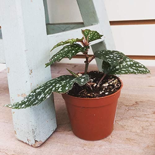 1 Begonia Angel Wing Medora in 2" Pot Live Plant