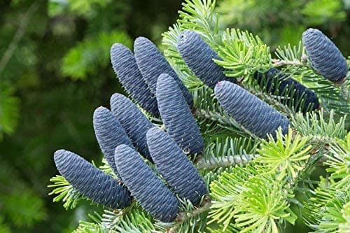 Korean fir – Abies Koreana (50 Seed/Hardy perennial/Suitable for Bonsai, Blue Shade