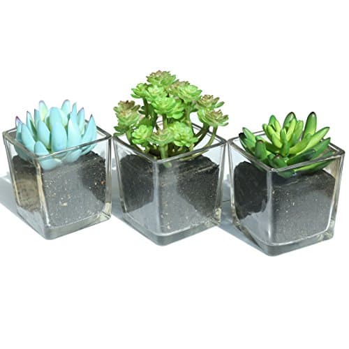 Home Decor-Set of 3 Clear Glass Jars with 3 different Artificial Succulent Plant for Home decoration Office decoration