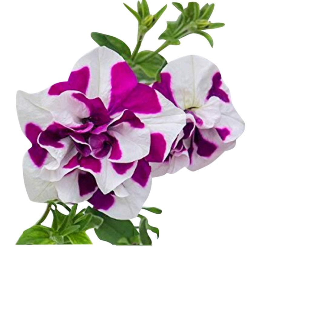 Ripple Damsom 180 Petunia Seeds Upc 695928802456 +1 Plant Marker