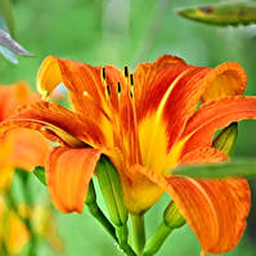 Seeds House- SummerRio 20pcs Mix Lily Seeds, Flower Bulbs Lily Seeds Home Gardening Balcony Garden Spring Seeds