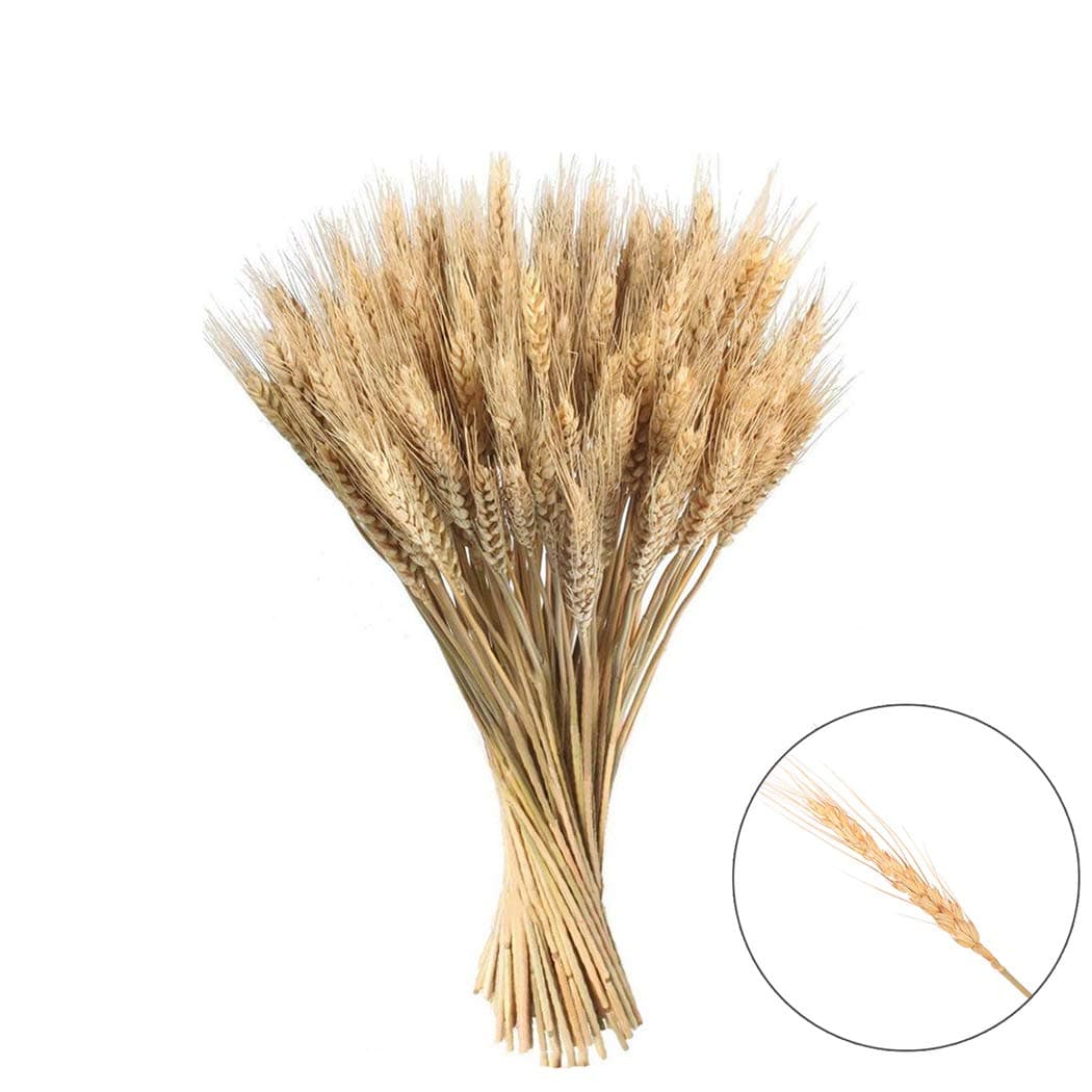 MAFAGE Dried Wheat Decorative Natural Long Wheat Ear Dried Grasses Bundle for Fall Wedding Centerpieces Decorations Photography Props (100 Pcs/lot)