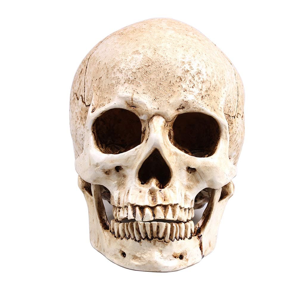 RMMWhite Head Human Skull Model Replica Medical Realistic Lifesize 1:1 Emulate Resin Crafts Skull for Decorative