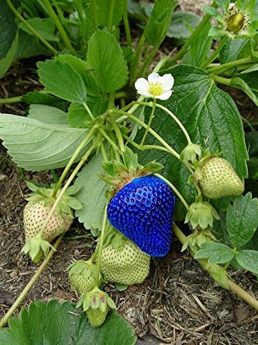 Saavyseeds Everbearing Blue Lillium Strawberry Seeds - 105 Count