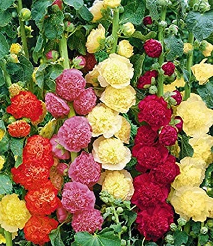 Seeds4planting - Seeds Hollyhock (Mallow) Terry Mix - Organic