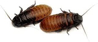 Madagascar Hissing Cockroach Breeding Pair (Gromphadorhina portentosa) Two Adults by Honeybees100