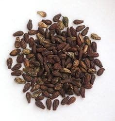 Shivlingi Beej - Shivlingi Seeds - Shivling Beej - Sivalingi Seed - Shivlangi - Shivalinga - Bryonia Laciniosa - Sivalengi Seeds (200 Gram)