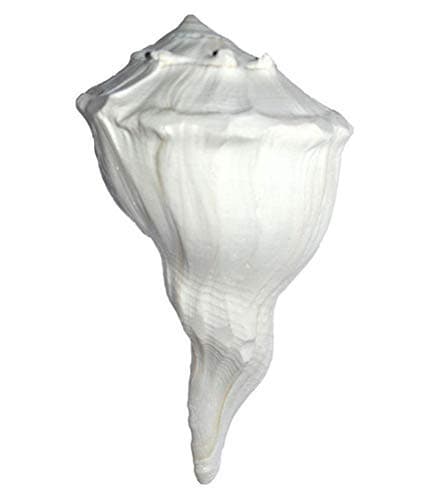 Dakshinavarti shankh, Natural Pooja Dakshinavarti Shankh Original from Rameswaram / दक्षिणावर्ती शंख / dakshinavarti shankh and Natural Size