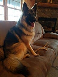 Whitetail Deer Antler Dog Chew, Medium, 8 Inches to 13 Inches Long, Natural, Healthy Long-Lasting Treat. for Medium to Large Size Dogs and Puppies.