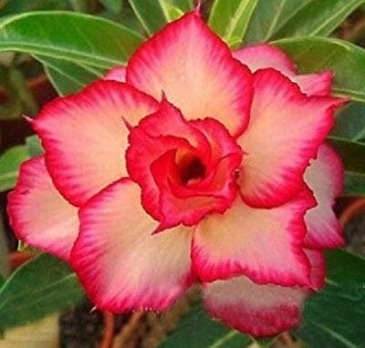 4 ct Yellow Red Desert Rose Adenium Obesum Flower Perennial