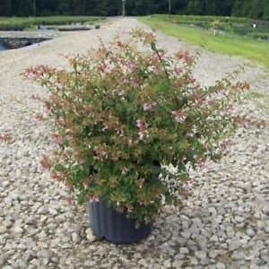 ABELIA EDWARD GOUCHER, purple & pink flowers in spring & summer, deer resistant, pleasant aroma - Size: 1 gallon