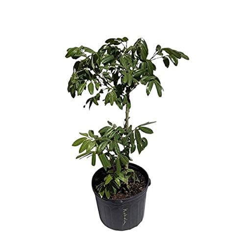 Longan Kohala Tree, Air-Layered, 3 Feet Tall, 7-Gal Container from Florida