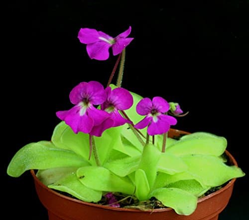 Pinguicula Elizabethiae Mexican Butterwort Carnivorous Rare 10 Seeds