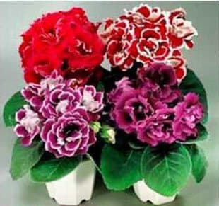 Cheap!!! 30 seeds/pack flower seeds imported Gloxinia brocade ( mixing ) Gloxinia seeds