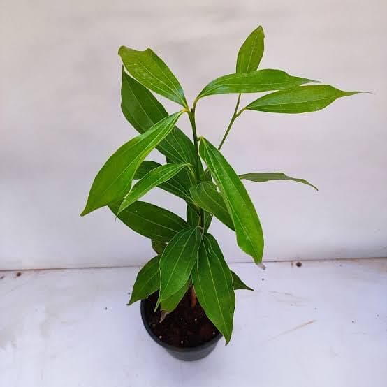 Healthy Vibe Dalchini Plant - Cinnamon Dalchini Spice Healthy Live Plant 1 Seedling Plant