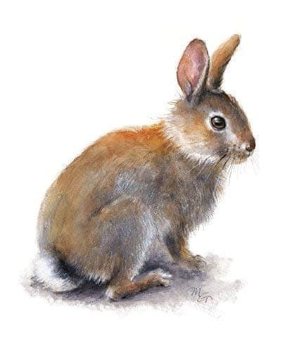 Rabbit Watercolor Print