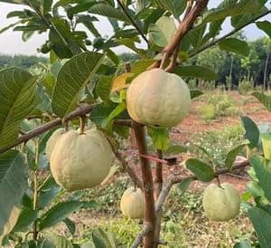 Alltime Seedless Japanese Sweet White Diamond Guava Fruit Amrud Grafted Hybrid Plant & Tree(Plant Height-1.5 Ft - 2 Ft) Fruiting Start Under 6 To 8 Month, CF_GN_37