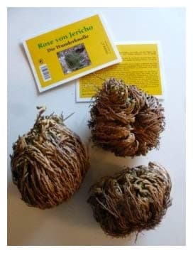Tropica Rose from Jericho (Selaginella lepydophylla) 3 XL Tubers in Advantage Pack XL Tubers