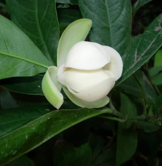 Coconut Dwarf Magnolia Coco Kavati Chaafa Highly Fragrant Rare Flowering Live Plant For Home & Terrace Garden