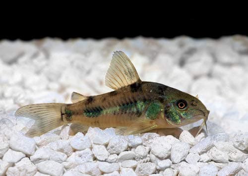 Odyssea 5 Pepper Palaetus Corydoras, Corycats, Cute Freshwater Aquarium Catfish