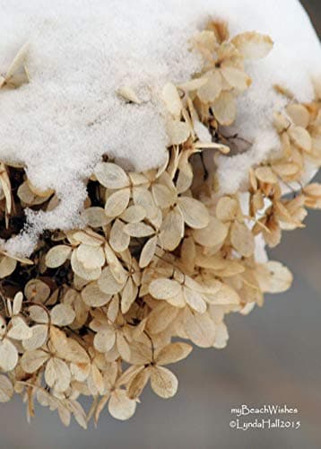 Coastal Garden Photograph- Winter Garden, Snowy New England, Hydrangea Flower