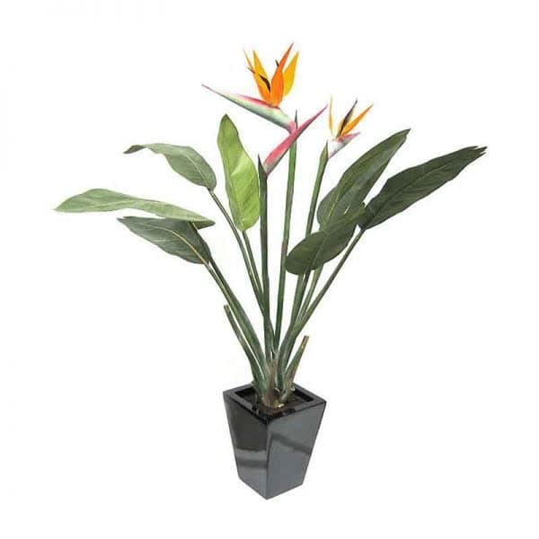 Crown Flora Bird of Paradise Plant (Crane Flower) Live Exotic Flower Plant