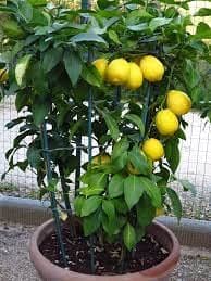 JooGTooK Kagzi Nimboo Lemon Plant Live Dwarf Citrus Live Plant With Pot - 1 Plant