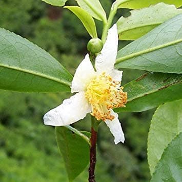 Potseed - Camellia Sinensis Seeds