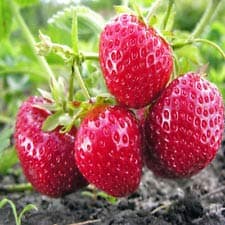 Strawberry Island-20 Chandler Strawberry Plants (Pack of 20 Roots)
