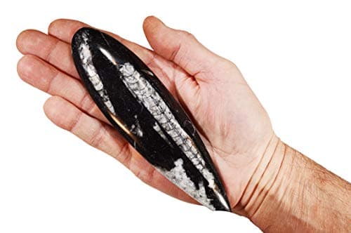 Rock Your Chakra Orthoceras Fossil 5 1/2" Morocco Rocks Minerals Root Chakra Healing Crystals and Stones