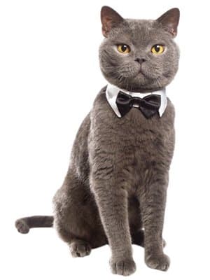White Black Bow Tie Cat Kitten Pet Tuxedo Wedding Dicky Bowtie Shirt Collar 4 Sizes Tux Cravat Fancy Dress Ring Bearer Suit Size S