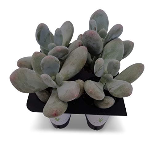 Blue Moonstone Succulents Pachyveria Oviferum (4 Pack in Cell Liners …)