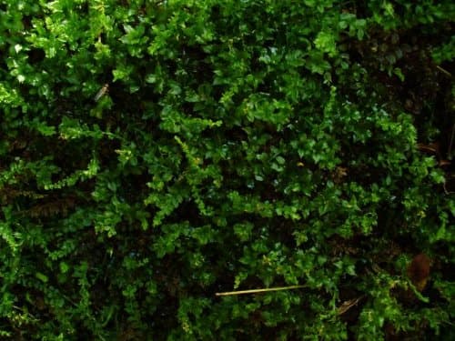 Live Mnium Cuspidatum Moss for Vivarium, Terrarium, Bonsai