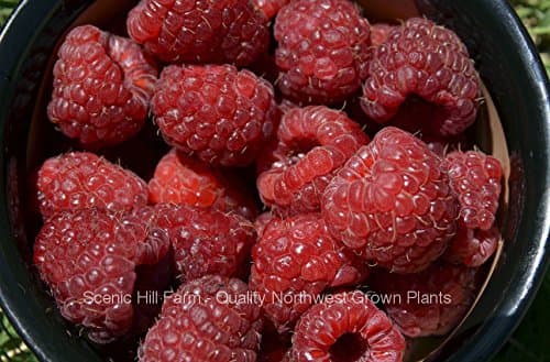 6 Potted Joan J Thornless Ever Bearing Red Raspberry Plants