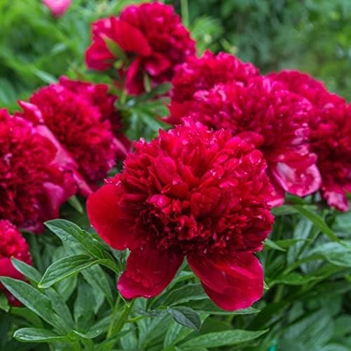 Herbaceous Peony Plants Garden Ready 'Double Red' Paeonia lactiflora Hardy Perennial Fragrant Large Double Red Blooms Easy to Grow Garden Flowers 1x 9cm Potted Plants by Thompson and Morgan (1)