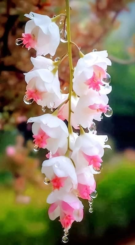 Garden® Imported Weeping Begonia All Season Flower Bulbs | Weeping Begonia Holland Flower Bulbs | Packet Of 1 Bulbs (White & Magenta)