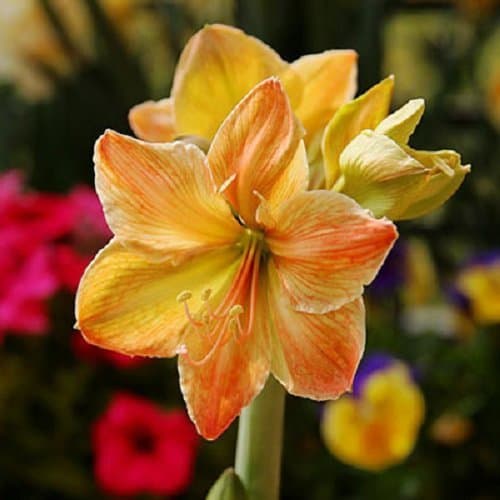 2 PCS / lot Bulbs (Yellow) Hippeastrum Bulbs Balcony Potted Plants Bosai Flowers (they are not seeds) They are Bulbous