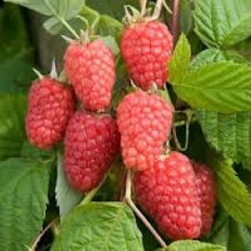 Swanley Village Nursery 25 X Raspberry Canes Autumn Treasure Bare Rooted