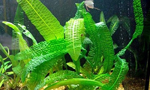 Aquatic Plant Bulbs - for Aquariums with temperatures Under 72F (Bolivianus Aponogeton Bulb)