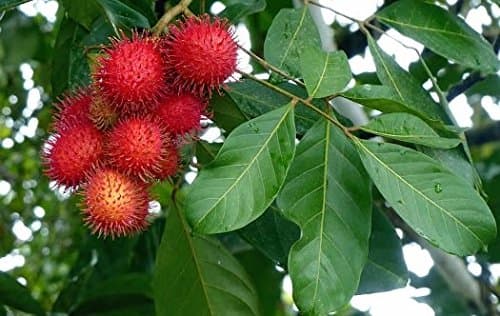 ROYAL LAND Rare Red Rambutan Plant Nephelium lappaceum 1 Seedling Plant